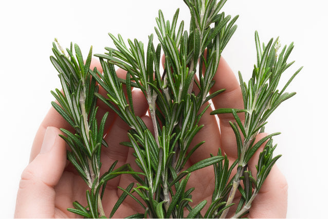 ROSEMARY-IMG.jpg